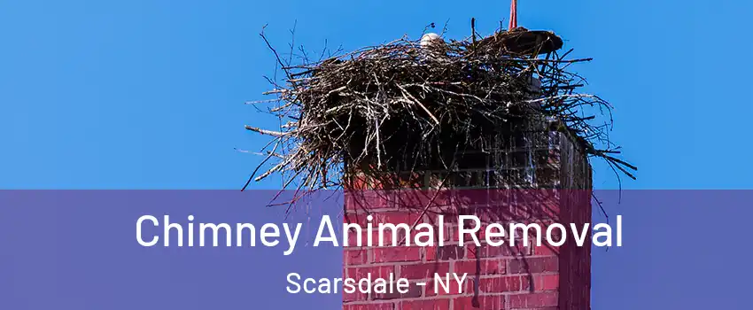  Chimney Animal Removal Scarsdale - NY
